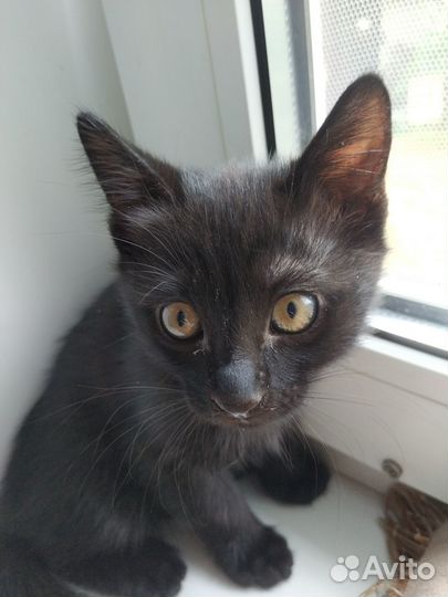Котенок