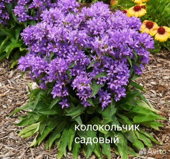 Многолетние цветы для сада