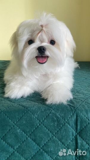 Щенки мальтезе