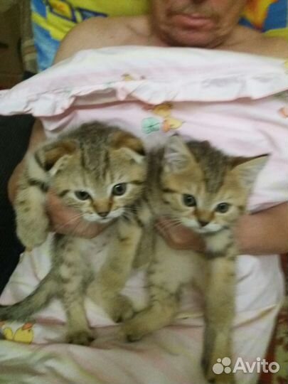 Шотландские котята