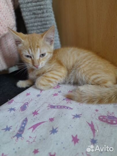 Апельсинка