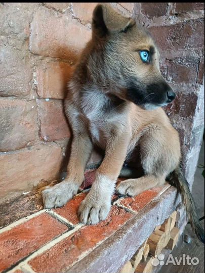 Щенулька с глазами цвета неба