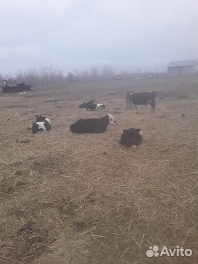 Телочки и бычки от 1 месяца
