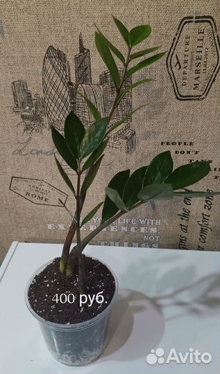 Замиокулькас