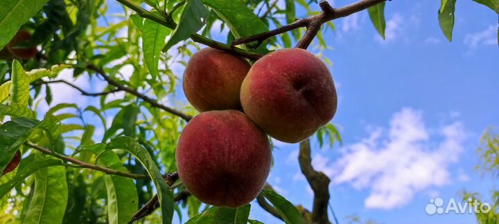 Опрыскивание (обработка) растений от болезней