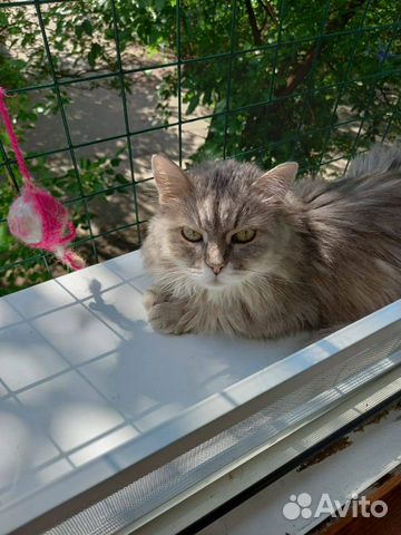 Балкон на окно для кошек. Антикошка (выгул)