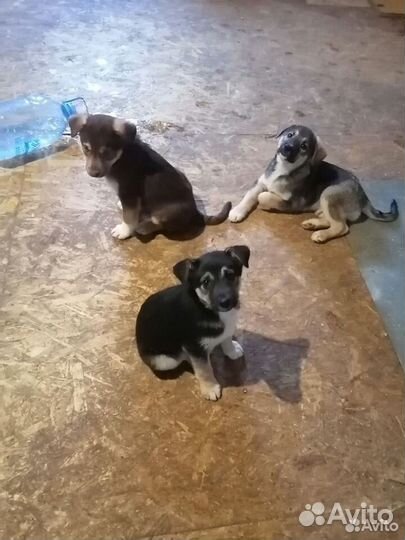 Передержка животных (кошек, щенков)