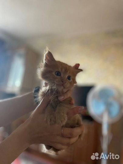 Котята Мейн-кун