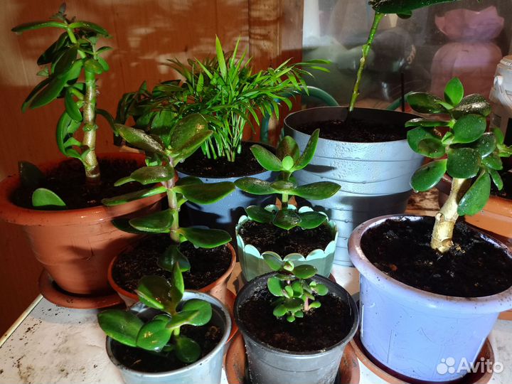 Толстянка (Денежное дерево)