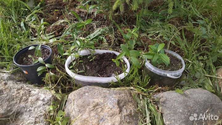 Барвинок для дачи и ландшафтного дизайна