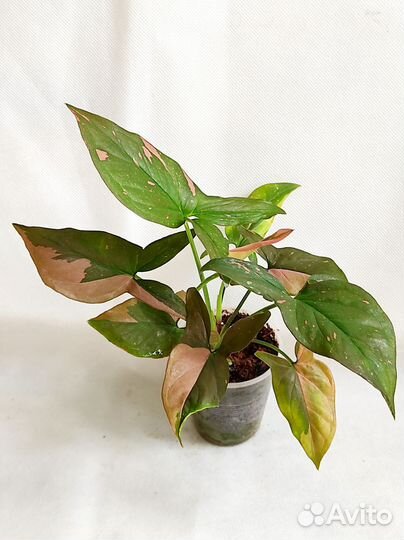 Спатифиллум Домино, Сингониум Пинк сплэш