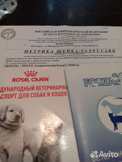 Кокер спаниель американский