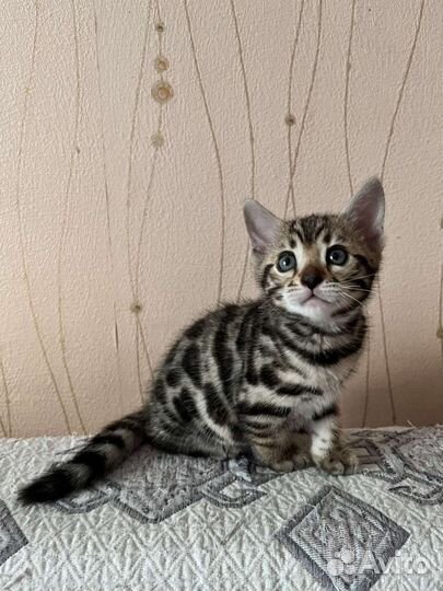 Бенгальская кошка