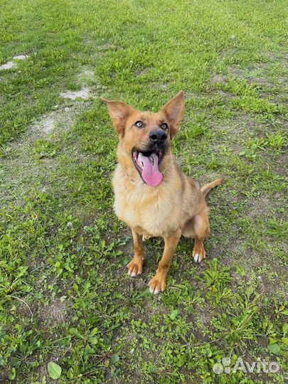 Собака в добрые руки