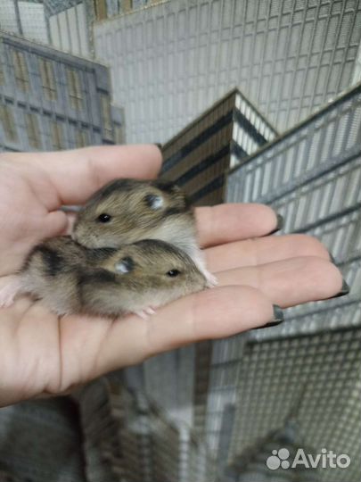 Джунгарский хомячок Dwarf hamster