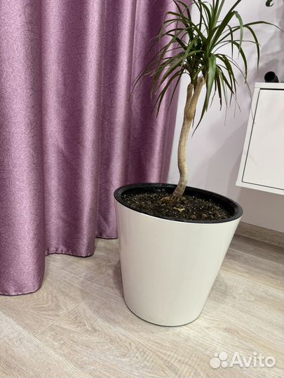 Замиокалькус (долларовое дерево )