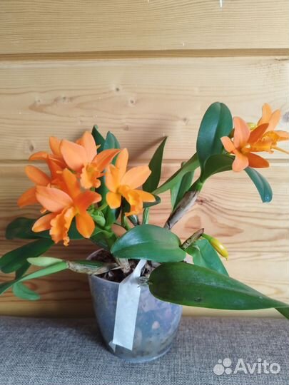 Орхидея катлея