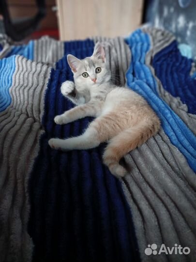 Кошка в добрые руки