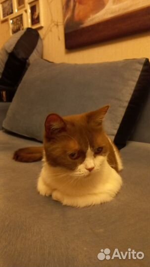 Британская кошка