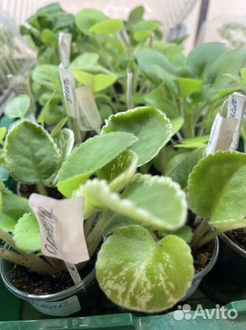 Сортовые фиалки