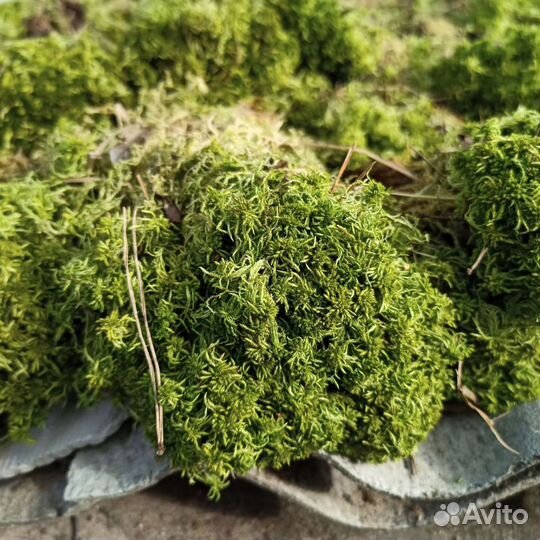 Мох сфагнум живой