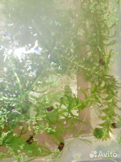 Элодея и роголистник