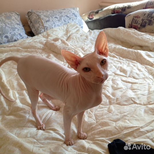 Донской сфинкс