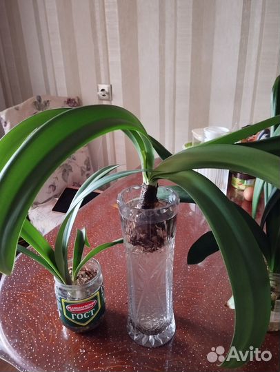 Гиппеаструм амариллис комнатные цветы