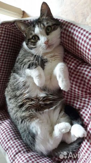 Кошечка Люся в поисках своей семьи