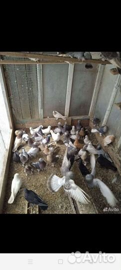 Голуби бакинцы и такла