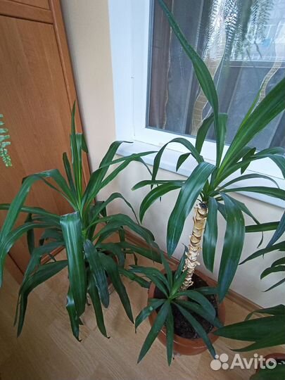 Продам комнатные юкки
