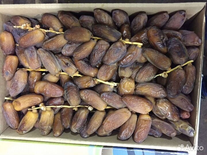 Финики на ветке, Алжир, Тунис без обработки