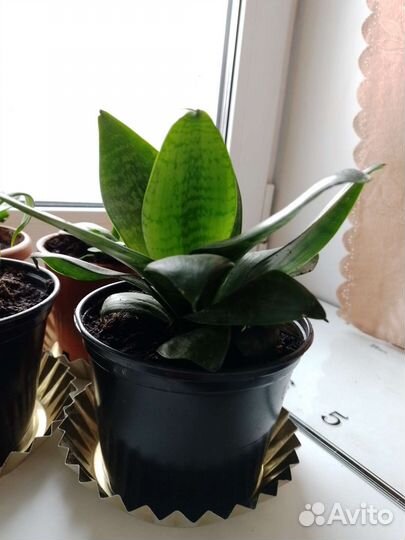 Сансевьера Хана