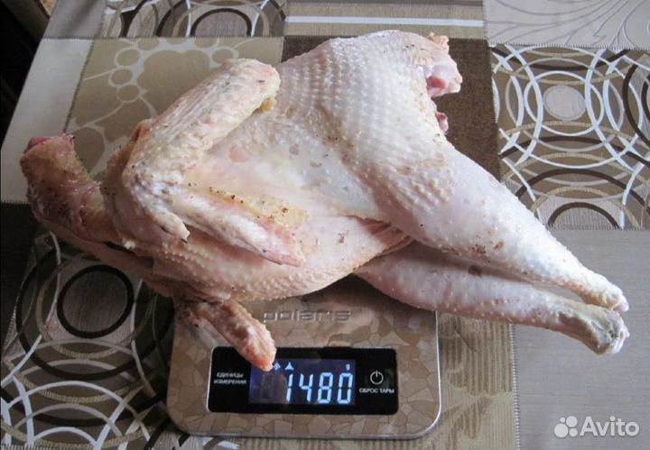 Петухи домашние мясом