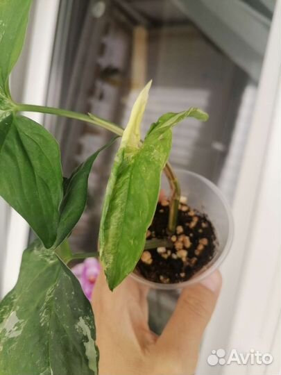 Сингониум Империал Вайт