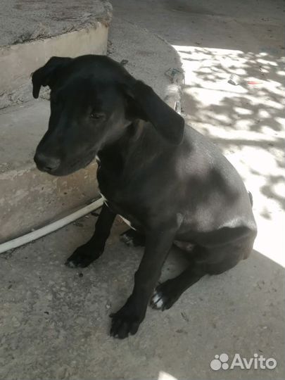 Отдам в добрые руки