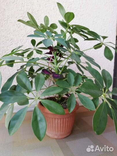 Шеффлера Нора