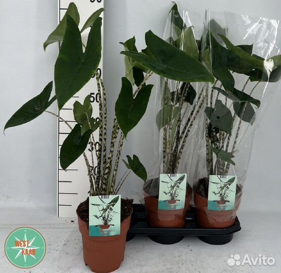 Алоказия Зебрина (Zebrina)