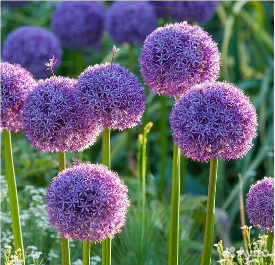 Кислица,Бор,Пиретрум,Лук декоративный семена