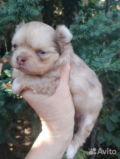 Девочка мерле