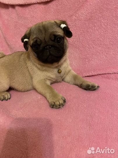 Щенки мопса