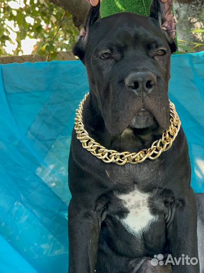 Щенки кане корсо