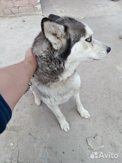 Сибирский хаски в добрые руки