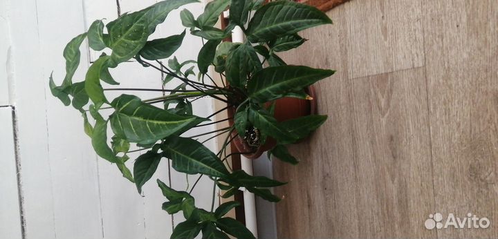 Комнатные растения