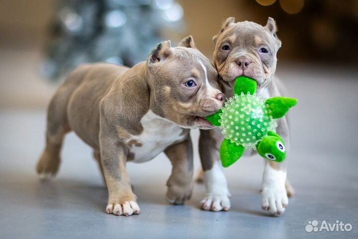 Американский Булли