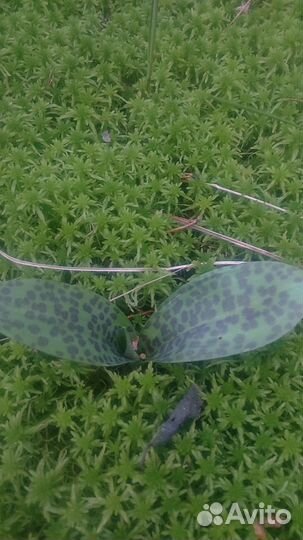 Мох сфагнум