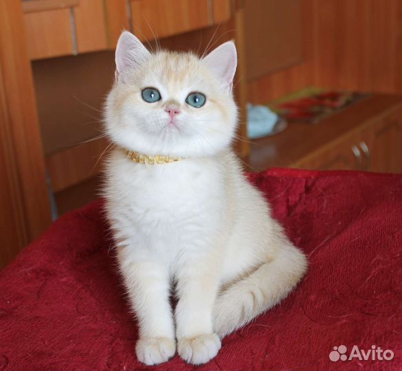Девочка золотая шиншилла