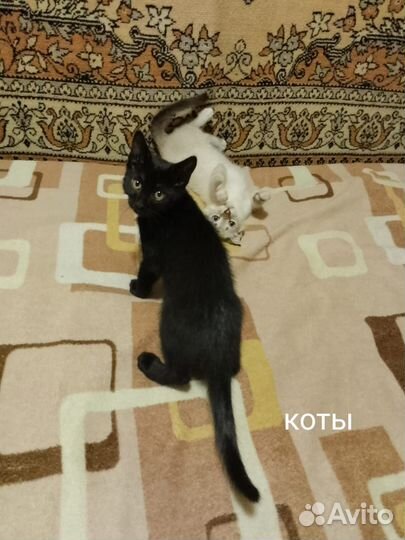 Котята в добрые руки