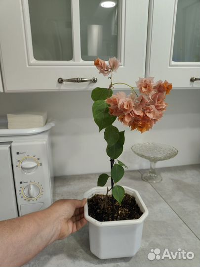 Бугенвилия