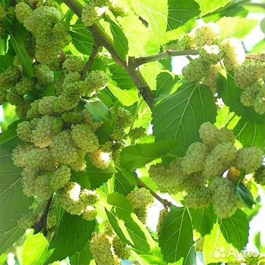 Саженцы шелковицы белой